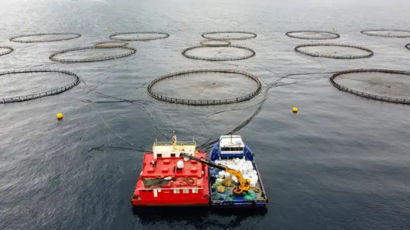Hatay'da Kafeste Yetiştirilen Balıklar Avrupa ülkelerine Ihraç Ediliyor