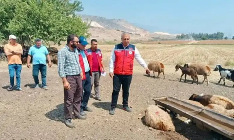 Türkmen, Küçükbaş Hayvan üreticilerini Ziyaret Etti