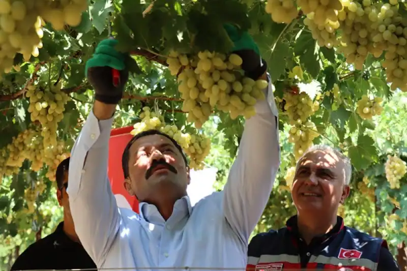 Hatay Hassa'da üretilen üzümün Hasadına Başlandı 