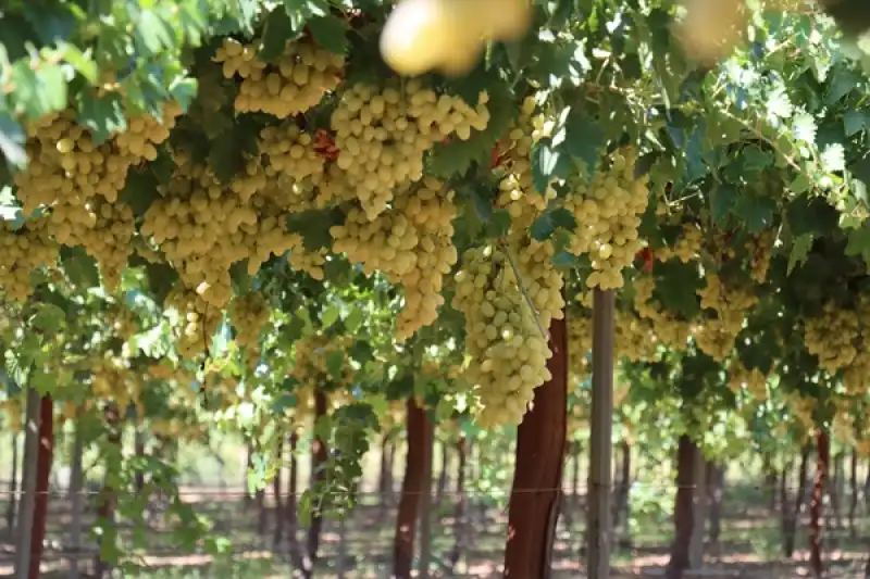 Hatay Hassa'da üretilen üzümün Hasadına Başlandı 