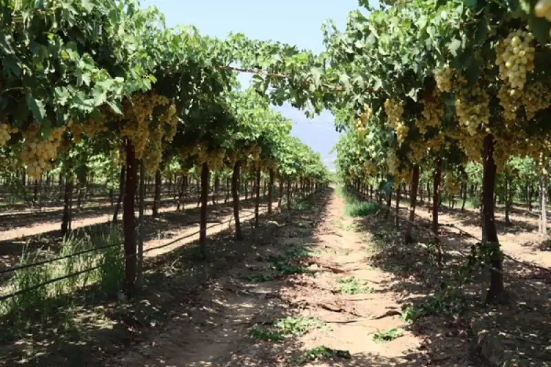 Hatay Hassa'da üretilen üzümün Hasadına Başlandı 