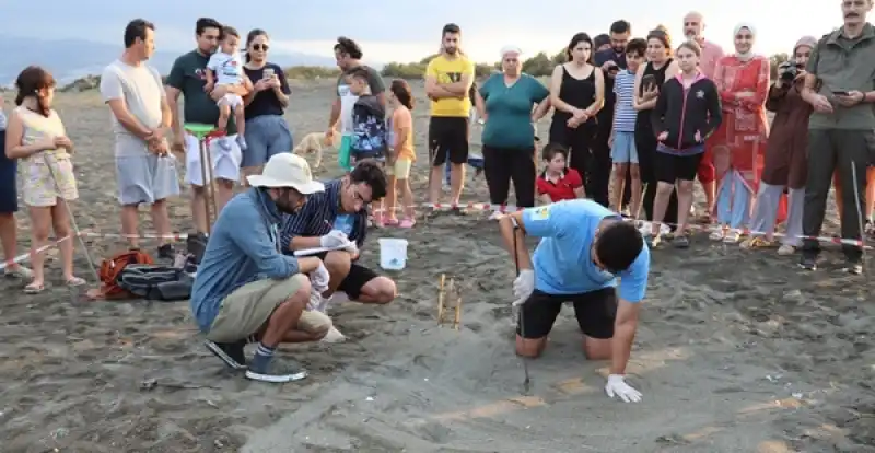 Hatay Samandağ'da Yumurtalarından çıkan Kaplumbağa Yavruları Denizle Buluştu