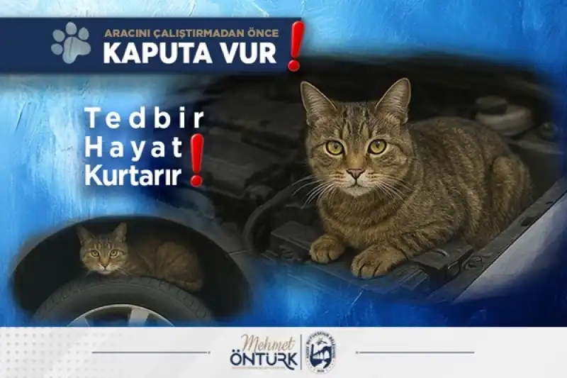 Sokak Hayvanları HBB Ile Güvende