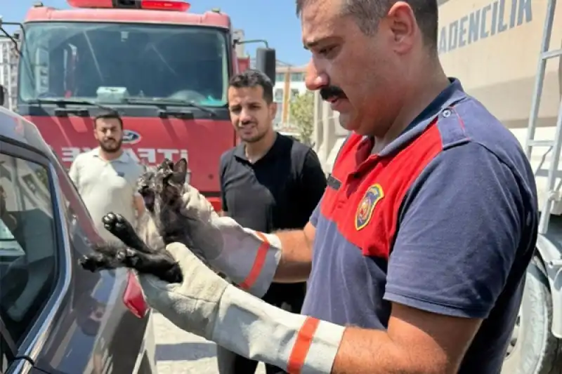 Sokak Hayvanları HBB Ile Güvende