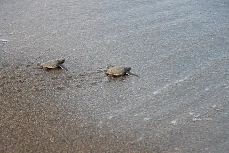 Hatay'da Koruma çalışmalarıyla Deniz Kaplumbağalarının Yuva Sayısı Artıyor 