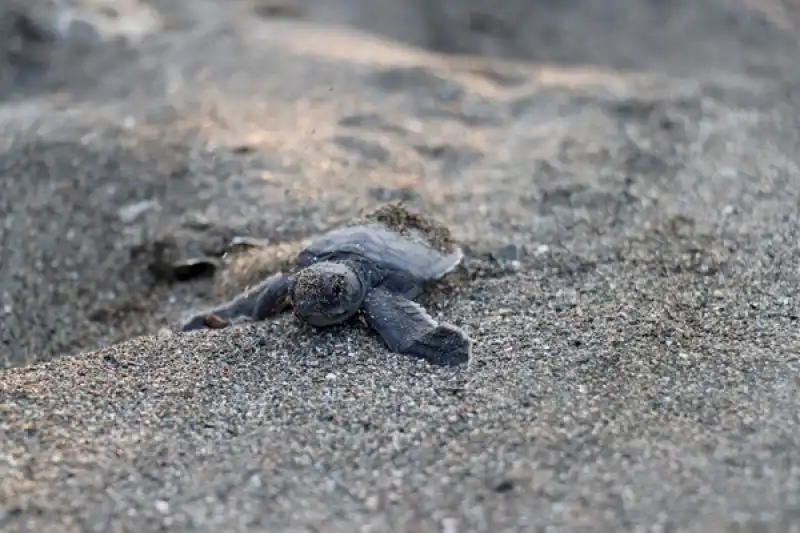 Hatay'da Koruma çalışmalarıyla Deniz Kaplumbağalarının Yuva Sayısı Artıyor 