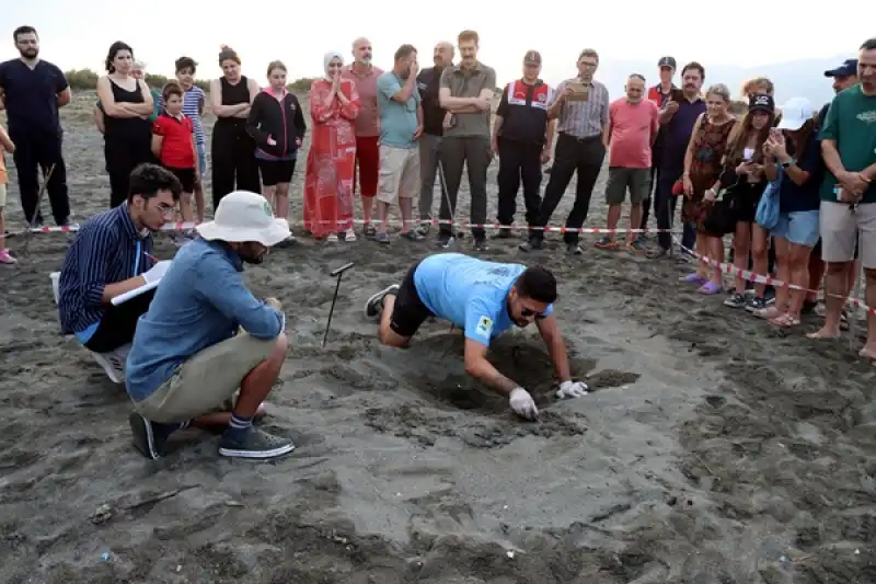 Hatay'da Koruma çalışmalarıyla Deniz Kaplumbağalarının Yuva Sayısı Artıyor 