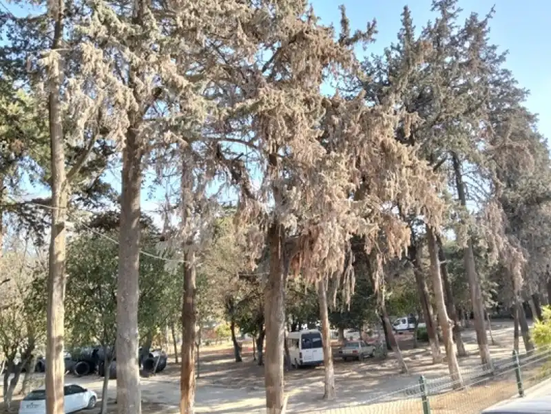 AÇKD: Yeşil Tükenirse, Nesil Tükenir