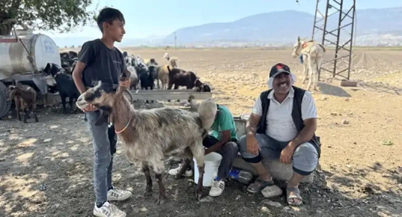 Depremde Hayvanları Telef Olan Besici Devlet Desteğiyle Sürüsünü Büyüttü