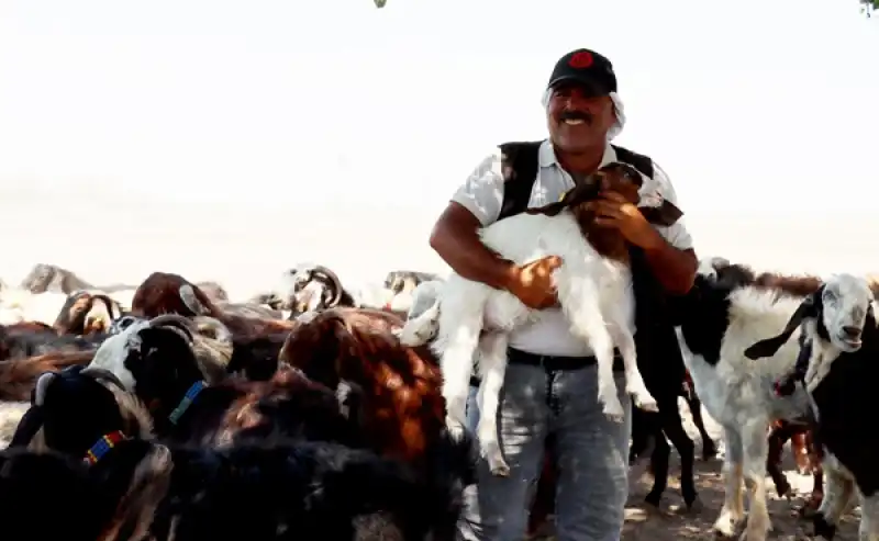 Depremde Hayvanları Telef Olan Besici Devlet Desteğiyle Sürüsünü Büyüttü