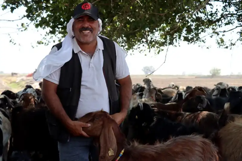 Depremde Hayvanları Telef Olan Besici Devlet Desteğiyle Sürüsünü Büyüttü