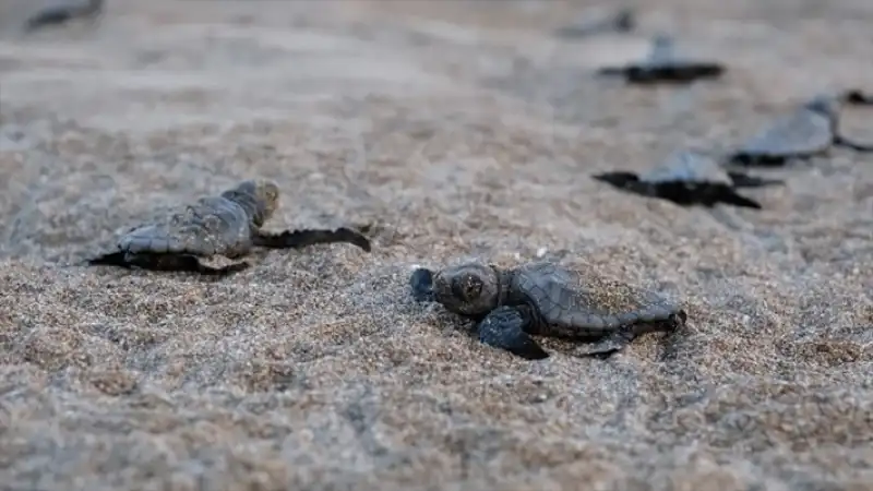 Deniz Kaplumbağaları İçin Koruma Seferberliği
