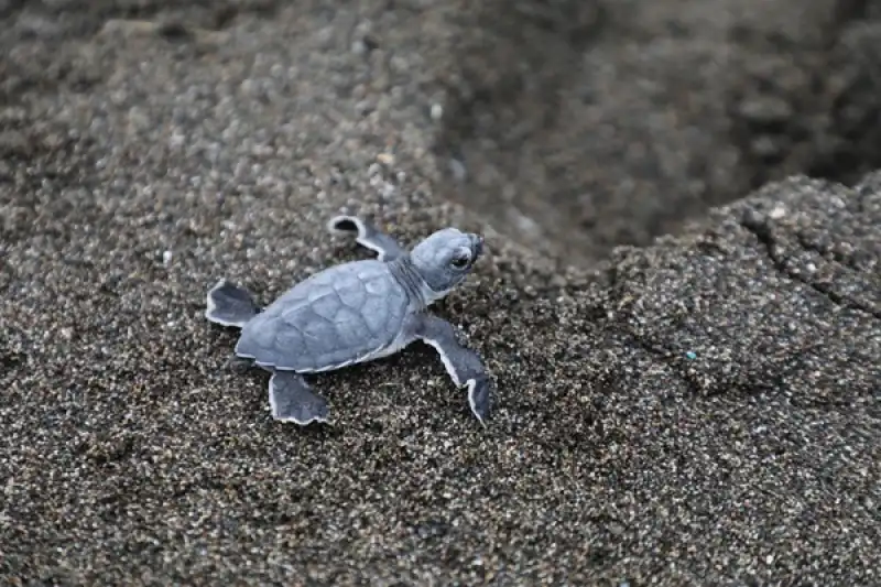Hatay'da Kum Zambakları Ve Deniz Kaplumbağalarının Yuvalama Alanında Temizlik Yapıldı 