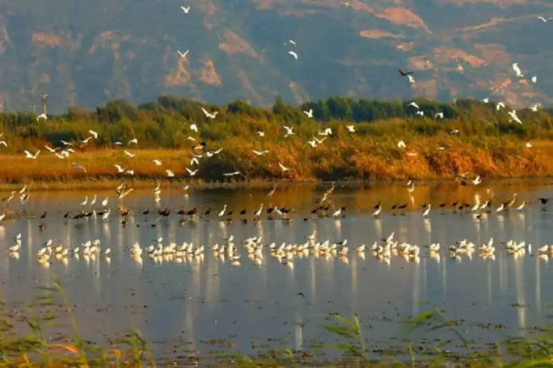 Milleyha Sulak Alanı ‘Doğal Sit Alanı’ İlan Edildi!
