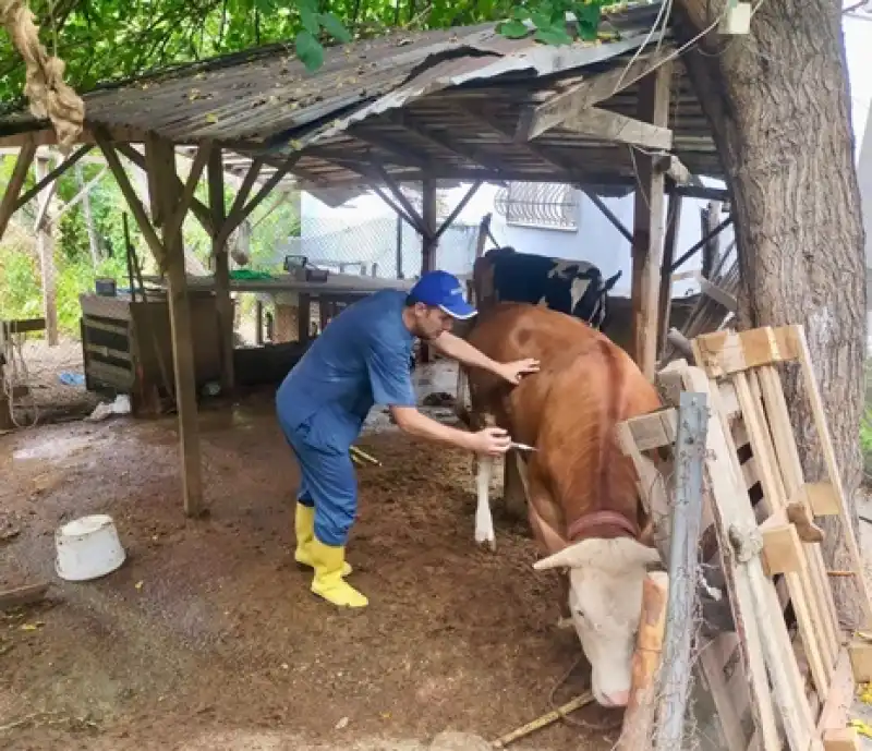 Hatay’da ‘Şap’ Hastalığına Karşı Aşı Çalışması Sürüyor