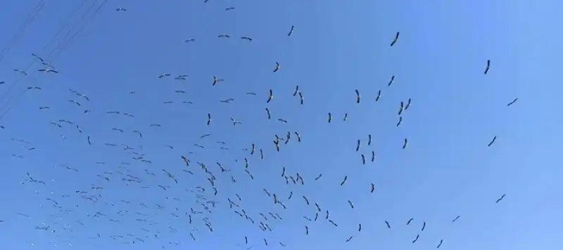 Göklerde Büyüleyici Göç Tablosu