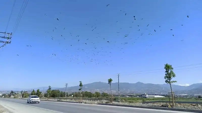 Göklerde Büyüleyici Göç Tablosu