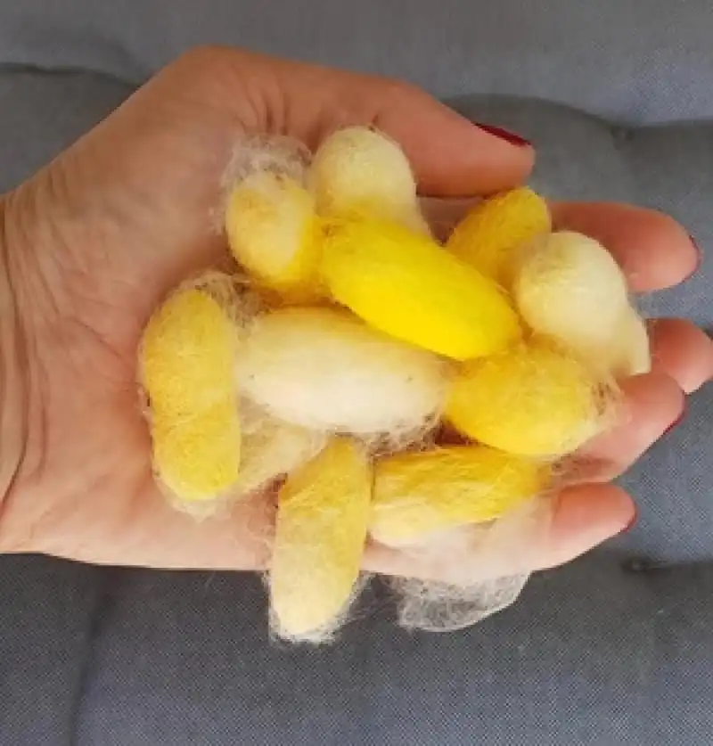 Hatay Sarısı İpeği Coğrafi İşaret Tescili Aldı