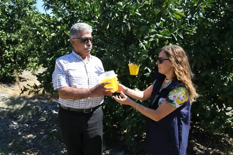 5 Ilçede Narenciye üreticilerine Sinek Tuzağı Dağıtıldı