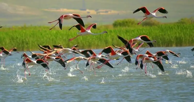 Doğaseverler Ve Kuş Tutkunları Buluşuyor