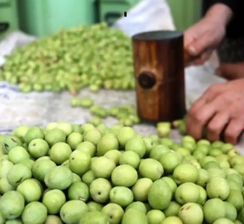 Altınkaya’nın El Emeği Halhalı Kırma Zeytinleri Büyük İlgi Görüyor