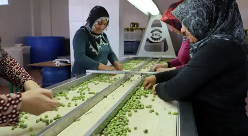 Altınkaya’nın El Emeği Halhalı Kırma Zeytinleri Büyük İlgi Görüyor