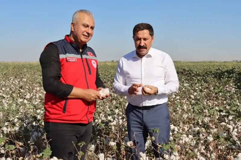 Hatay'da Pamuk Hasadı Başladı 