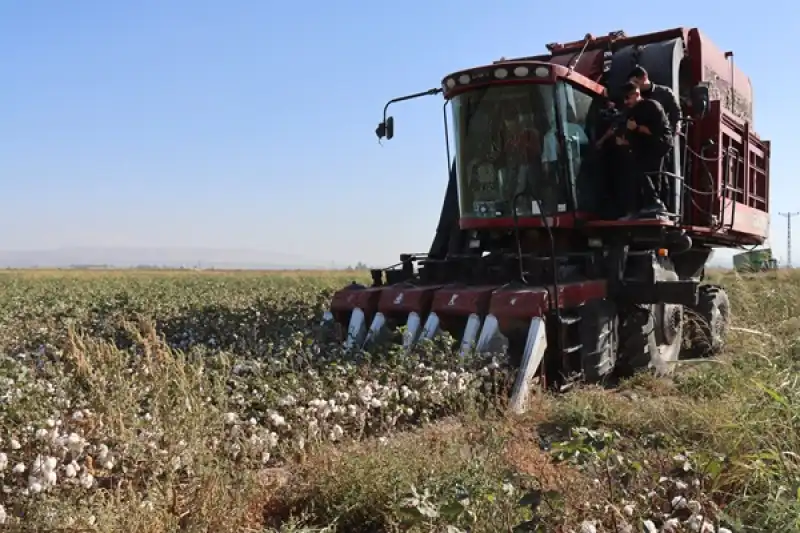 Hatay'da Pamuk Hasadı Başladı