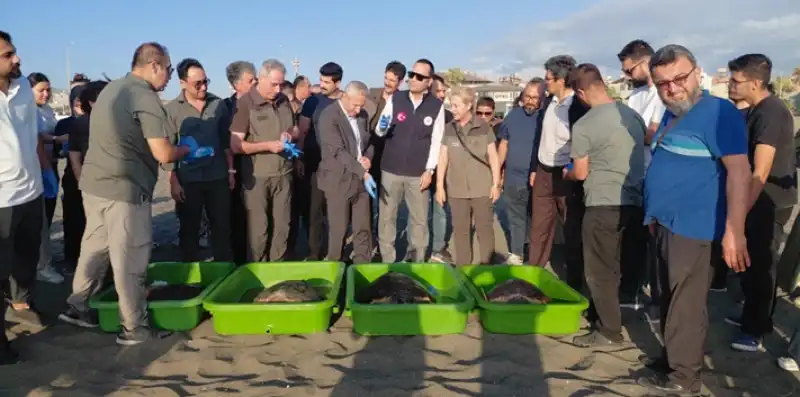 Hatay'da Tedavileri Tamamlanan 4 Caretta Caretta Denizle Buluştu