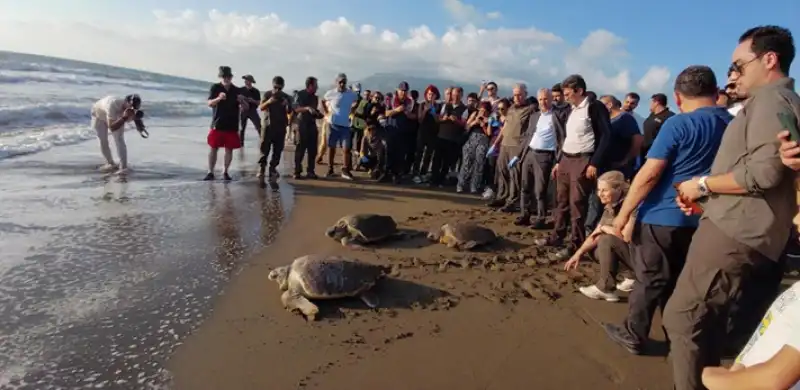Hatay'da Tedavileri Tamamlanan 4 Caretta Caretta Denizle Buluştu