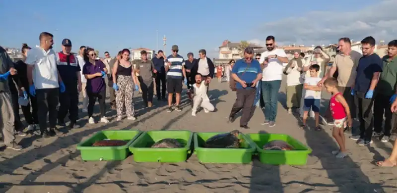 Hatay'da Tedavileri Tamamlanan 4 Caretta Caretta Denizle Buluştu