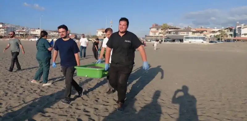 Hatay'da Tedavileri Tamamlanan 4 Caretta Caretta Denizle Buluştu