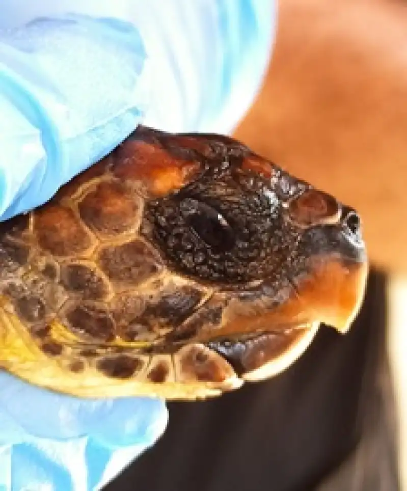 Hatay'da Yaralı Bulunan 2 şahin Gagalı Kaplumbağa Telef Oldu 