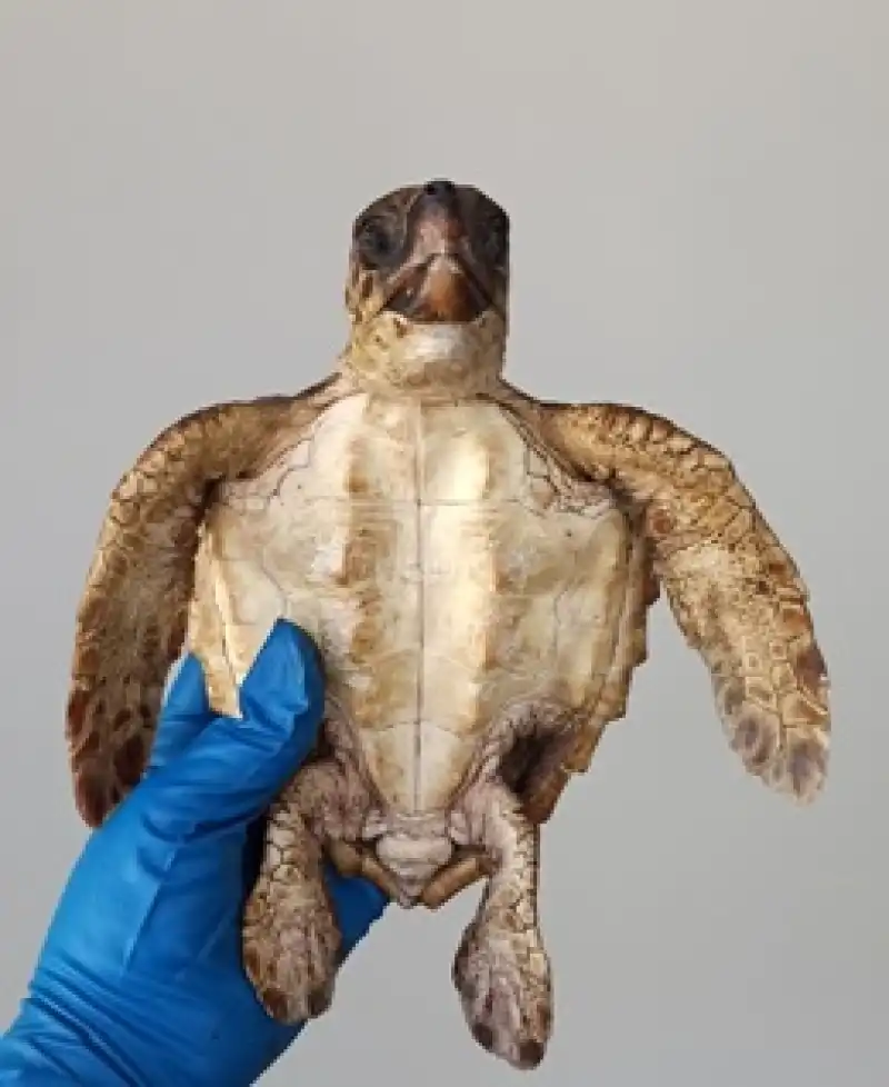 Hatay'da Yaralı Bulunan 2 şahin Gagalı Kaplumbağa Telef Oldu 