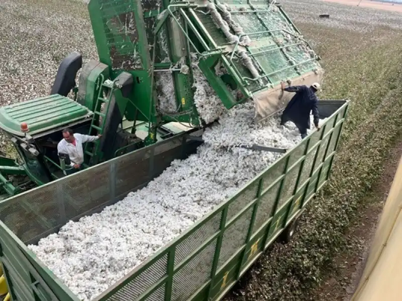 Kumlu’da Pamuk Hasadı Başladı