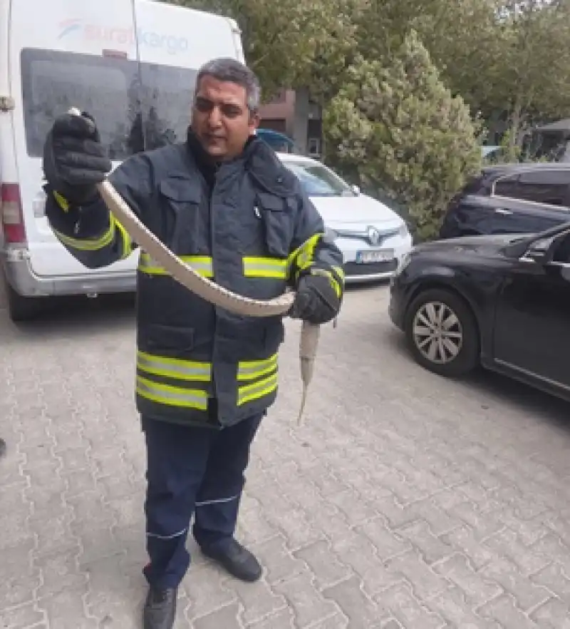 Yerleşim Yerlerine İnen Yılanlar İtfaiye Tarafından Doğaya Salındı