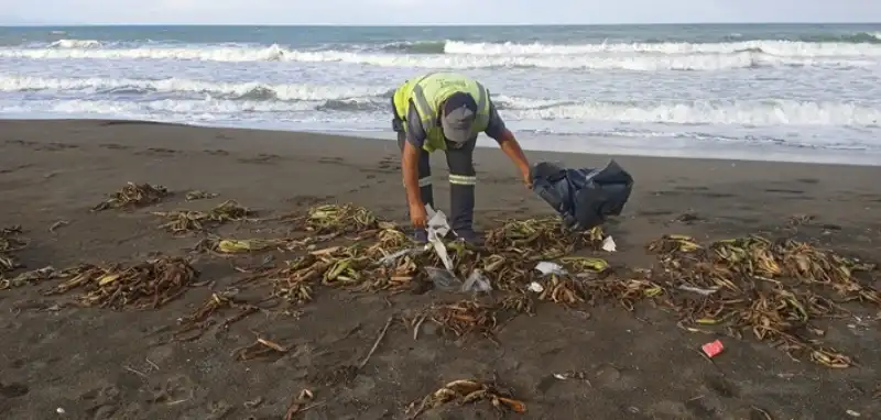 Samandağ Sahilinde Su Sümbülleri Temizlendi
