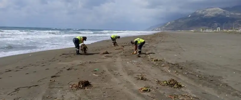 Samandağ Sahilinde Su Sümbülleri Temizlendi