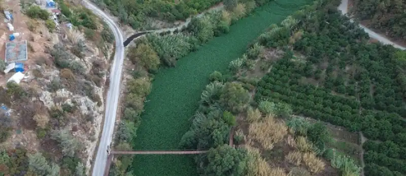 Hatay'da Asi Nehri'ni Yeniden Su Sümbülleri Kapladı