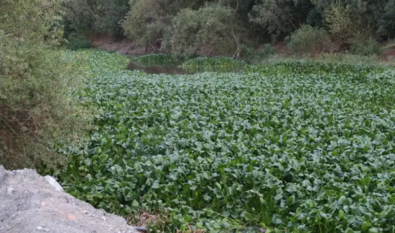 Hatay'da Asi Nehri'ni Yeniden Su Sümbülleri Kapladı