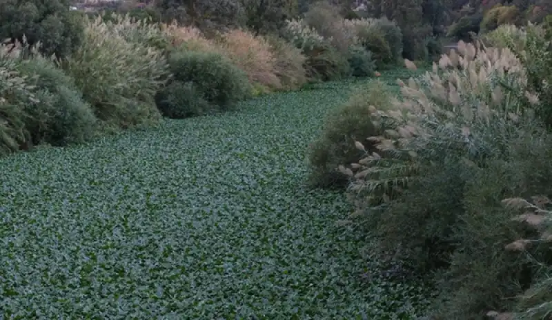 Hatay'da Asi Nehri'ni Yeniden Su Sümbülleri Kapladı