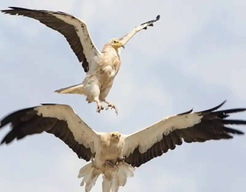 Göçmen Kuşların Güvenli Uçuşu İçin Doğa Derneği Sahada