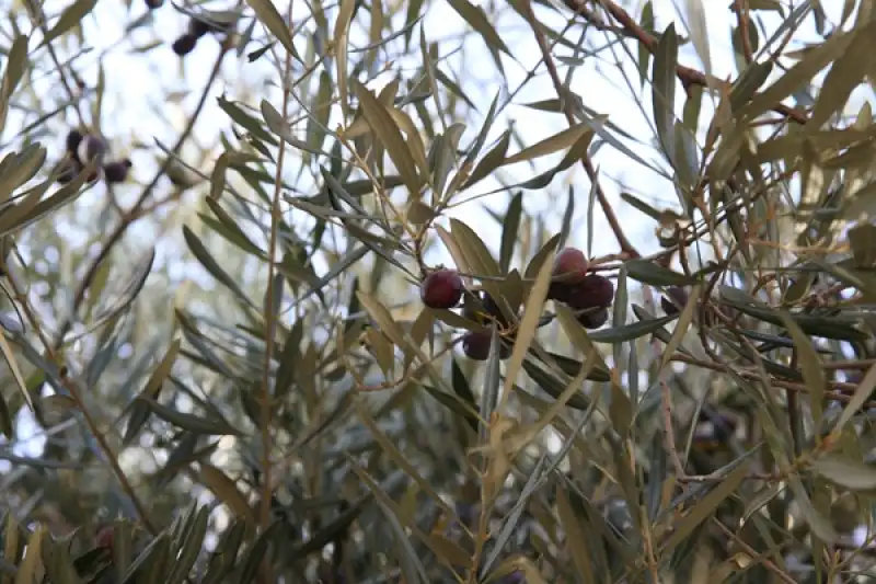 Tarihi Caminin Avlusundaki 1358 Yaşındaki Zeytin Ağacında Hasat Zamanı