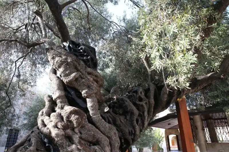 Tarihi Caminin Avlusundaki 1358 Yaşındaki Zeytin Ağacında Hasat Zamanı
