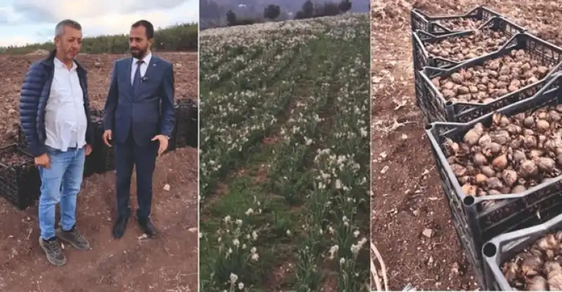 Yayladağı’nda Nergis üretimi Başlıyor 