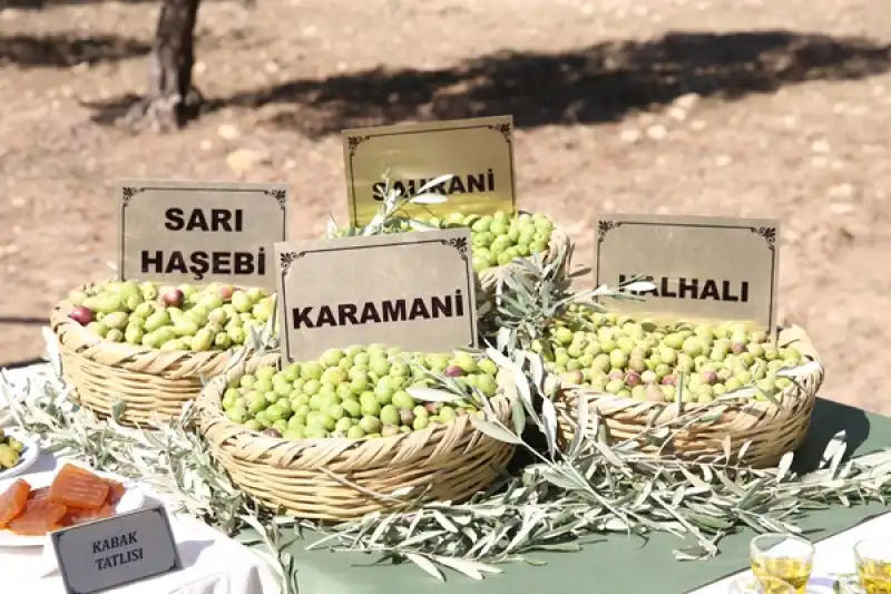 Hatay'da 9. Zeytin, Zeytinyağı Ve Gastronomi Festivali Başladı