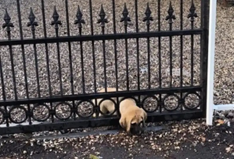 Dörtyol Ilçesinde Korkuluğa Sıkışan Köpek Yavrusunu Itfaiye Ekibi Kurtardı 