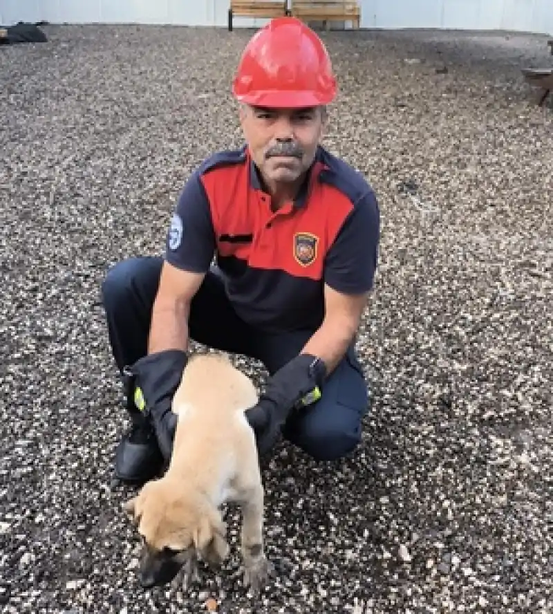 Dörtyol Ilçesinde Korkuluğa Sıkışan Köpek Yavrusunu Itfaiye Ekibi Kurtardı 