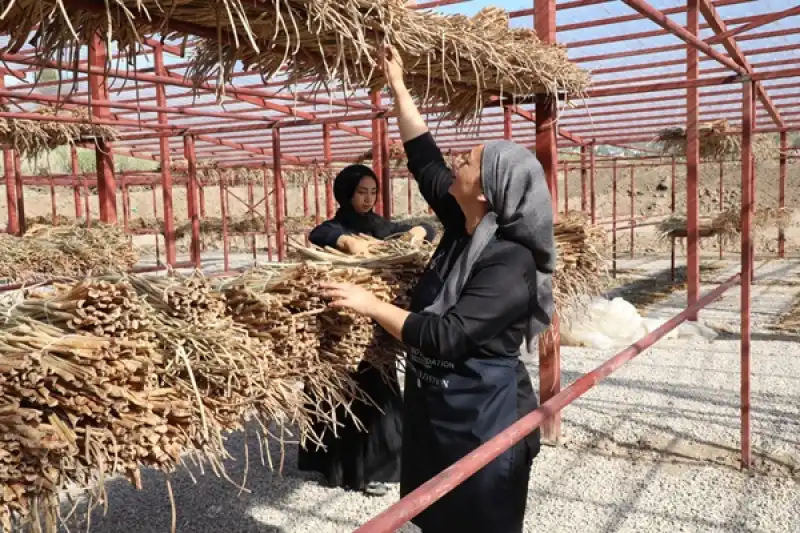 Gölbaşı Gölü’nde Su Sümbülleri Ekonomiye Kazandırılıyor