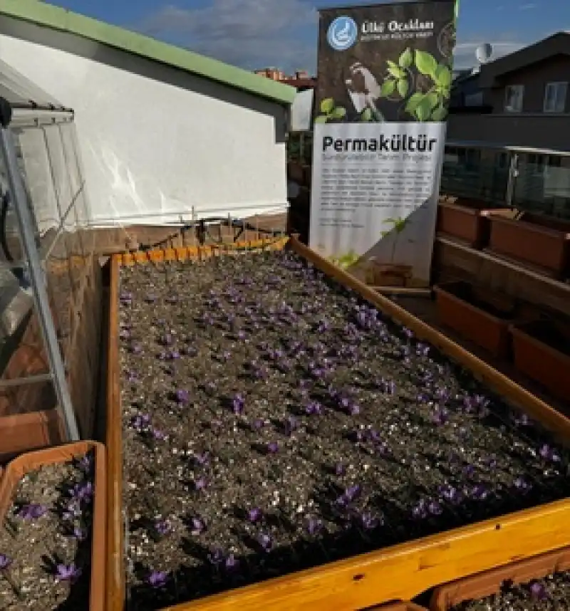 Ülkü Ocakları Genel Merkezi’nin Terasında Safran Hasadı!